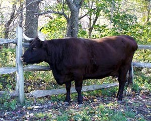 Fig. 3. A Milking Red Devon cow enjoys a fall day in the pasture at Coggeshall Farm in Bristol, R.I. Photograph courtesy of James P. Sacks.