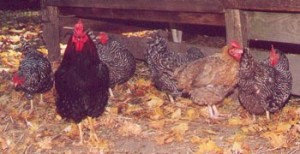 Fig. 4. Dominique chicken and birds of less illustrious heritage peck in the dirt at Coggeshall Farm. Photograph courtesy of James P. Sacks.