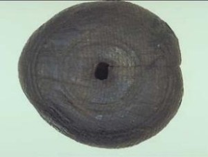 Fig. 1. North America’s Oldest Bowling Ball, courtesy of the Massachusetts Historical Commission, Office of the Secretary of the Commonwealth, Cross Street back lot site, Boston. 