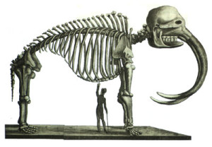Fig. 1. Édouard de Montulé’s drawing of Peale’s mastodon skeleton, 1816