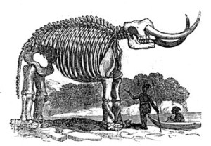Fig. 3. Alexander Anderson’s drawing of the "New York Mammoth," ca. 1802