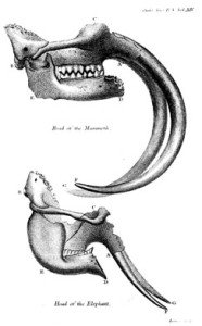 Fig. 4. Drawing of mammoth and elephant skulls from Rembrandt Peale, "On the differences which exits between the Herds of the Mammoth and 'Elephant,'" Philosophical Magazine 14 (1803). Courtesy of the American Philosophical Society.