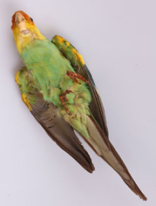 Fig. 1 Carolina Parakeet specimen MCZ 67853. Courtesy of the Museum of Comparative Zoology, Harvard University, Cambridge, Massachusetts.