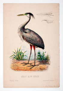 Fig. 5. Aided by chromolithography, publishers rushed to produce illustrated volumes on nature and natural history for children. Prang's Natural History was one of the most popular of these series. "Great Blue Heron: Wading Birds," lithograph (20.5 x 13 cm). Lith. and published by L. Prang & Co. Taken from Prang's Natural History Series for Children, vol. 2 (Boston, 1878.) Courtesy of the American Antiquarian Society, Worcester, Massachusetts.