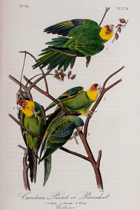 Fig. 8 "Carolina Parrot or Parrakeet," drawn from nature by J.J. Audubon; lith. & printed by J.T. Bowen. Taken from Plate 278 in The Birds of America from Drawings Made in the United States and Their Territories (New York, 1842). Courtesy of the American Antiquarian Society, Worcester, Massachusetts.