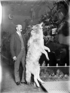 Fig. 10. This natty visitor to the Carter Museum poses with one of the naturalist's more dynamically posed mounts. On the back wall, Carter has created a theatrical tableau, arranging animals in front of a mountain landscape, complete with a crescent moon dangling from the ceiling. Photograph courtesy of History Colorado, Buckwalter Collection, Scan #20031518, Stephen H. Hart Library, Denver, Colorado.