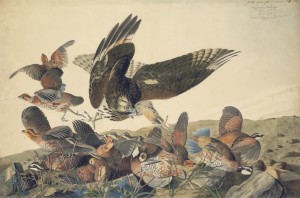 John James Audubon, “Northern Bobwhite (Colinus virginianus) and Red-shouldered Hawk (Buteo lineatus),” Havell plate no. 76. Object number 1863.17.76, New-York Historical Society. The piece was executed on paper and attached to card (65.6 x 100 cm), with watercolor, graphite, pastel, black ink, oil, gouache, black chalk, collage, and with some parts glazed and outlined with a stylus. Courtesy of the New-York Historical Society. Digital image created by Oppenheimer Editions.