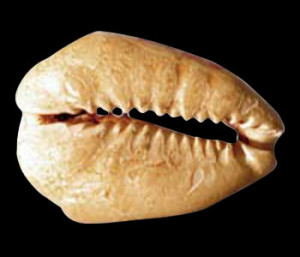 Cowrie shell. Courtesy of the Monticello/Thomas Jefferson Foundation, Inc. 