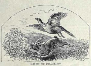 Fig. 1. Sage-Hen and Jackass-Rabbit, engraved by John P. Davis from a drawing by James Carter Beard, from Scribner's Monthly: An Illustrated Magazine for the People 14 (August 1877). Courtesy of the American Antiquarian Society.