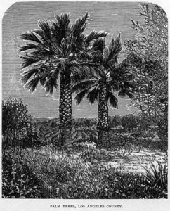 Fig. 6. "Palm Trees, Los Angeles County." From William R. Bentley, Hand-book of the Pacific Coast (1884): 66. Courtesy of the Beinecke Rare Book and Manuscript Library, Yale University.