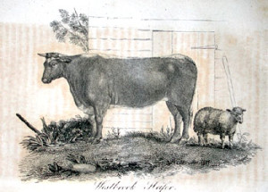 Fig. 1. Illustration from the Massachusetts Agricultural Register for Jan. 2, 1818. This cow, from the broad horned Norfolk breed and sired by a bull of the Bakewell breed, was considered extraordinarily fine and became known as "The Westbrook Heifer." The accompanying article states that "some advantages and indeed important ones, may be derived from introducing the improved breeds of other countries." Courtesy American Antiquarian Society.