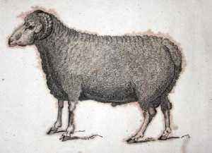 Fig. 5. Illustration from Louis Daubenton's book Advice to Shepherds and Owners of Flocks on the Care and Management of Sheep (Boston, 1811). This Merino ram was considered "one of the finest examples of his breed to come out of Spain." Courtesy American Antiquarian Society.