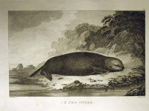 Fig. 2. "A Sea Otter," by J. Webber. From James Cook, Plates to Cook's Voyages (1778-79?). Courtesy of the American Antiquarian Society.