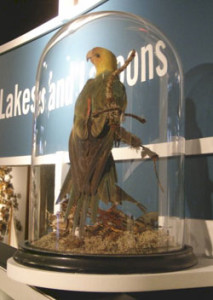Fig. 10 Carolina Parakeet specimen under a glass dome (1912). Courtesy of the Richard and Pat Johnson Palm Beach County History Museum, West Palm Beach, Florida.