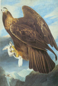 Fig. 10. "Golden Eagle (Aquila chrysaetos)," watercolor, pastel, graphite and selective glazing (38 x 25 1/2 inches), by John James Audubon (1833). Courtesy of the New-York Historical Society (Accession #1863.17.181), New York, New York.