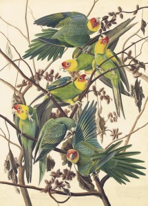 John James Audubon, “Carolina parakeet (Conuropsis carolinensis),” Havell plate no. 26. Object number 1863.17.26, New-York Historical Society.  The piece was executed on paper and attached to card (75.6 x 54 cm), with watercolor, graphite, pastel, gouache, black ink, and with selective glazing and scraping. The last Carolina Parakeet died in captivity at the Cincinnati Zoo in 1918, and the species was officially declared extinct in 1939. Courtesy of the New-York Historical Society. Digital image created by Oppenheimer Editions.