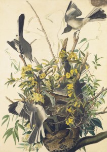 John James Audubon, “Northern Mockingbird (Mimus polyglottos),” Havell plate no. 21. Object number 1863.17.21, New-York Historical Society. The piece was executed on paper and attached to card (75.6 x 53 cm), with watercolor, graphite, pastel, black chalk, gouache, black ink, and with selective glazing and scraping. Courtesy of the New-York Historical Society. Digital image created by Oppenheimer Editions.