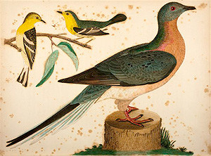 Fig. 2. Male and female passenger pigeon. Alexander Wilson, American Ornithology, or: The natural history of the birds of the United States, 9 vols. (Philadelphia: Bradford and Inskeep, 1808-14) 5: 110-13. The accompanying text refers to the "vast numbers" that are shot and the "waggon loads of them that are poured into the market …[so that] pigeons become the order of the day and dinner, breakfast and supper until the very name becomes sickening." Courtesy of the American Antiquarian Society, Worcester, Massachusetts.
