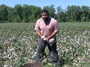 Fig. 4. Picking cotton, Surry County Virginia, Chippokes Plantation State Park, 2007. Photo by C. H. Weierke, courtesy of the author.