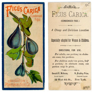 Fig. 5. "Ficus carica (condensed figs)," front and back of a trade card (13 x 17 cm.), Brighton Pharmaceutical Co., New York (between 1870 and 1900?). Courtesy of the American Broadside and Ephemera Collection at the American Antiquarian Society, Worcester, Massachusetts.