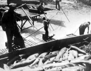 The best fishing sites at Celilo Falls could produce as much as seventeen tons of salmon per day at the height of the August fish run. Photo copyright © 1948 Wilma Roberts.
