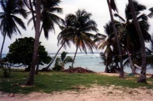 Fig. 4. This may or may not be the stretch of sand on Grand Cayman Island where Eunice's house stood in the 1870s. In any case, there were no palm trees planted there in her day. Photograph by the author.