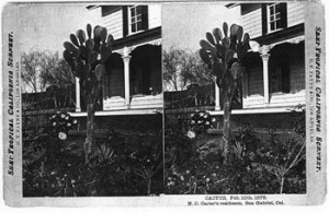 Fig. 1. H. T. Payne's stereograph, "CACTUS, Feb. 10th. 1876," taken at the San Gabriel home of N. C. Carter. Courtesy of The Huntington Library, San Marino, California.
